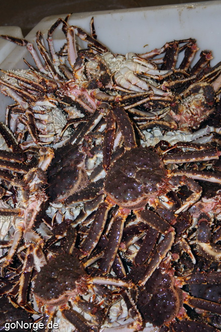 Kamtschatka Krabben / king crabs